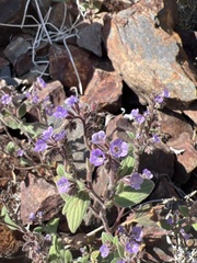 Phacelia vallicola