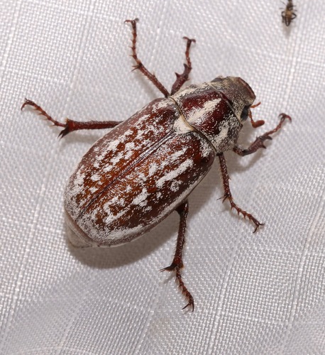Slender Polyphyllan Scarab Beetle