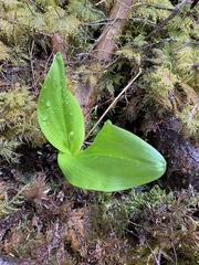 Platanthera orbiculata