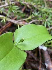 Platanthera orbiculata