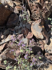 Phacelia vallicola