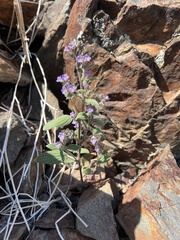 Phacelia vallicola