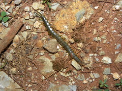 Scolopendra viridis maya