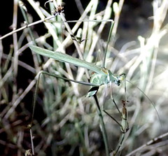 Arethaea brevicauda