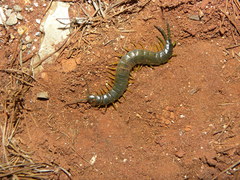 Scolopendra viridis maya