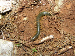 Scolopendra viridis maya
