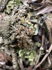 Bryoplaca sinapisperma