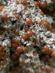 Bryoplaca sinapisperma