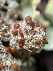 Bryoplaca sinapisperma