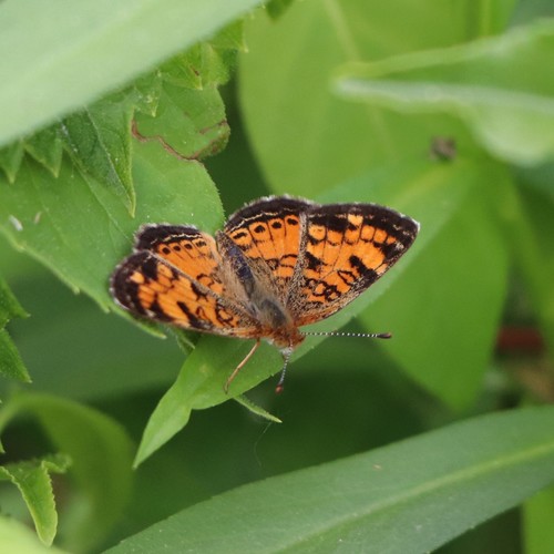 Pearl Crescent photographed in Connecticut