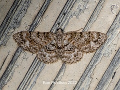 Myrioblephara