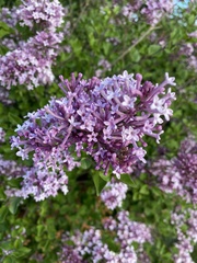 Syringa meyeri