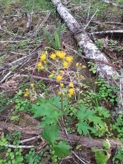 Cacaliopsis nardosmia