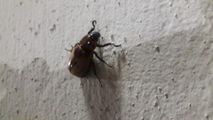 Cyclocephala mafaffa