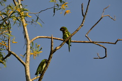 Psittacula alexandri