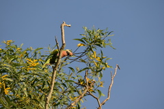Psittacula alexandri
