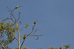 Psittacula alexandri