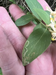 Aulagromyza cornigera