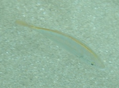 Caranx bartholomaei