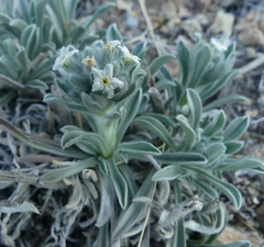 Oreocarya suffruticosa