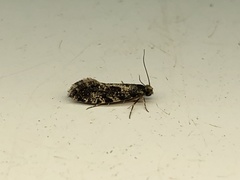 Nemapogon granella