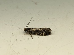 Nemapogon granella