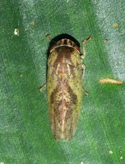 Folicana