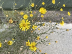 Asteraceae