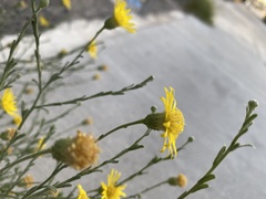 Asteraceae