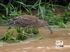Nycticorax nycticorax