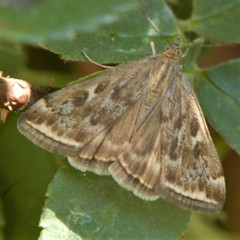 Loxostege munroealis