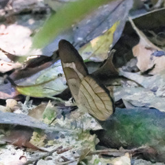 Pierella hortona
