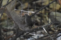 Troglodytes hiemalis