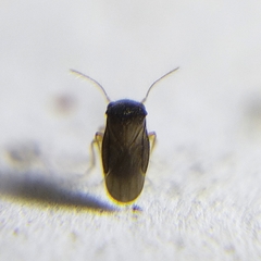 Dipsocoromorpha