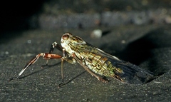Cladodipterini