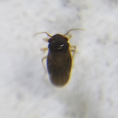 Dipsocoromorpha