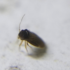 Dipsocoromorpha