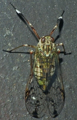 Cladodipterini
