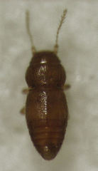 Ptinella taylorae