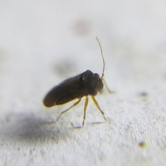 Dipsocoromorpha