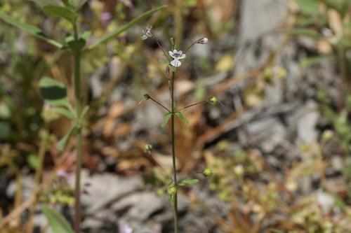 Image of Tonella tenella by (c) Arvel Hernandez, some rights reserved (CC BY)