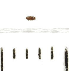 Ptinella taylorae