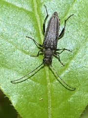 Trachysida mutabilis