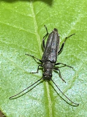 Trachysida mutabilis