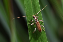 Ceresium zeylanicum