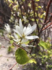 Amelanchier cusickii