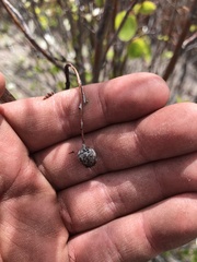 Amelanchier cusickii