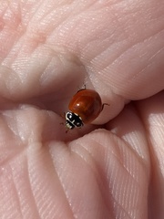 Cycloneda sanguinea
