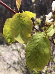 Amelanchier cusickii
