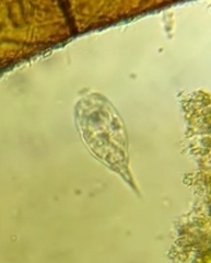 Colurella